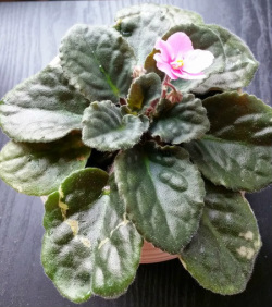 African Violet